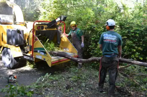 tree services Cameron Park